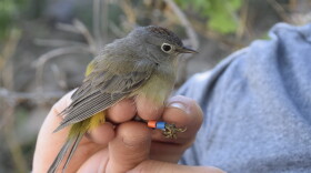 The Davis Mountains are home to birds that seems to be hybrids of Colima warblers — among the region’s most famous avian attractions — and Virginia’s warblers, which typically nest in more northerly mountains. Scientists are capturing the birds, to band and measure them, and to collect blood samples for DNA analysis.
