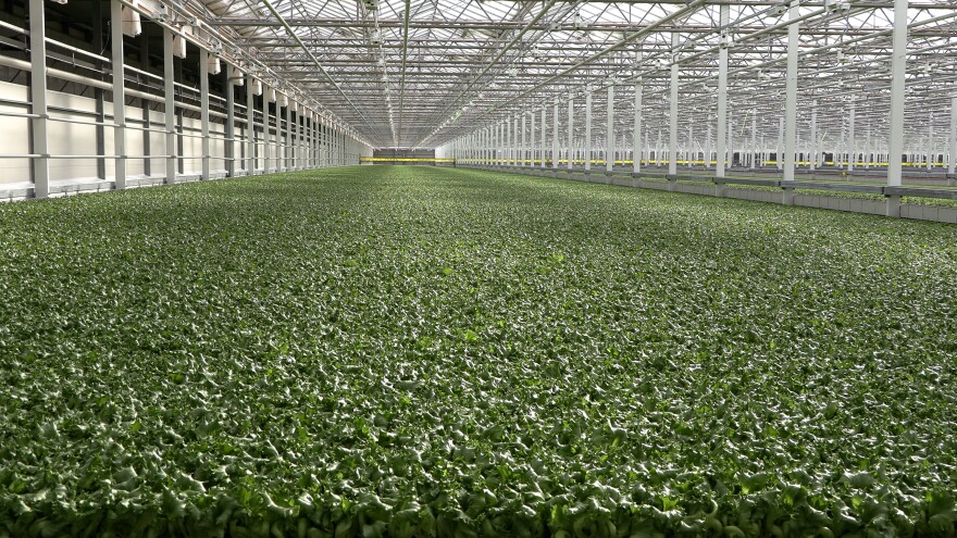 Lettuce grown at Little Leaf Farms is shipped to 8,000 grocery stories in the United States.
