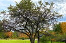 An apple tree in fall on a New Hampshire farm.