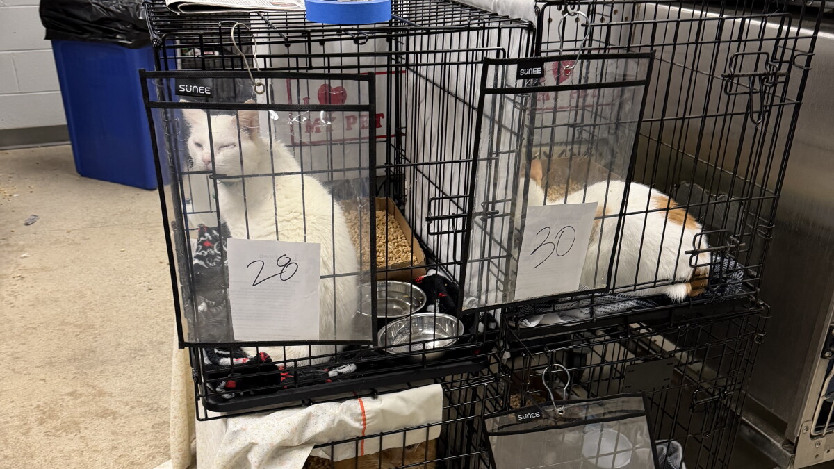 Around 150 animals seized from Westwood home