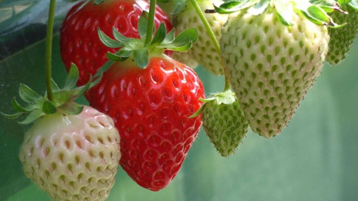 Strawberry growers will have to change with the climate to survive - Vimarsana News