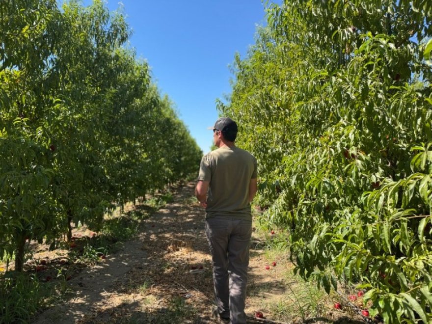 Valley farmer Drew Ketelson walks along his nectarine orchard.