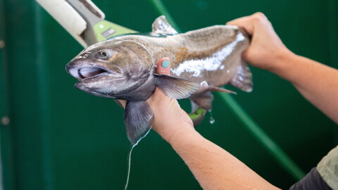 Scientific aide Jessi Fleming, 35, of Sanger, holds a salmon to a sensor that can read a Passive Integrated Transponder or PIT tag inside the fish at the Salmon Conservation and Research Facility in Friant, Calif., on Sept. 23, 2026. The PIT tag contains information about the fish and helps to determine which males are the least related to the females for the purpose of spawning.