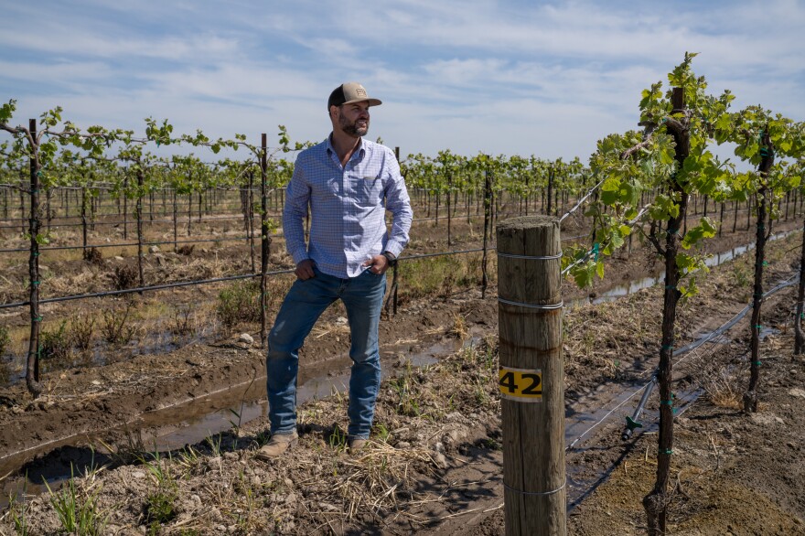 Nick Davis stands in the vineyard that he owns with his twin brother outside of Madera. He's been dumping water on his grape vines since the heavy rains started this winter, sinking more than 4 times the amount of water he typically uses on the vines into the ground.