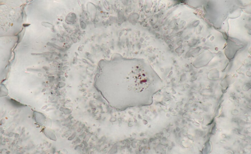 These shapes may have formed as microbes living around underwater vents released organic matter.