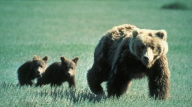 Grizzly bear and cubs.