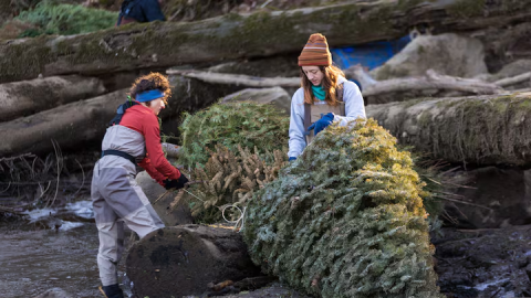 An undated image of volunteers tying Christmas trees to a log on a back-channel at Elk Rock Island near Milkwaukie, Ore.