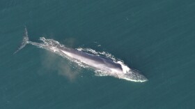 The long torpedo shaped body of a fin whale seen from above.