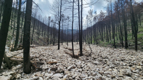 A streambed is instead filled with rocks and cobbles. The hillsides on each side of the stream are covered in burned, dead trees, though some new green growth is poking through.