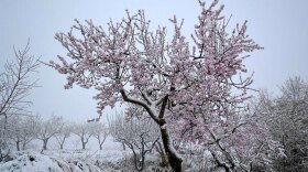 A snow covered almond tree