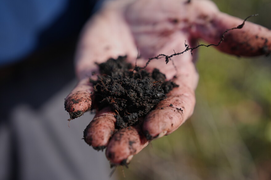 Curtis Richardson, an ecology professor at Duke University, holds peat soil Wednesday, May 6, 2026, in Belhaven,