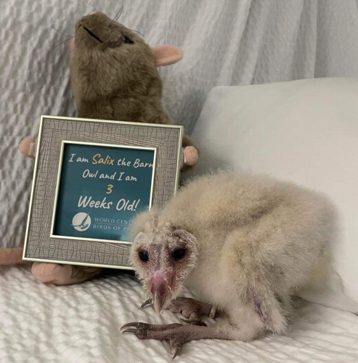 The newest ambassador at the World Center for Birds and Prey is Salix, a baby barn owl.