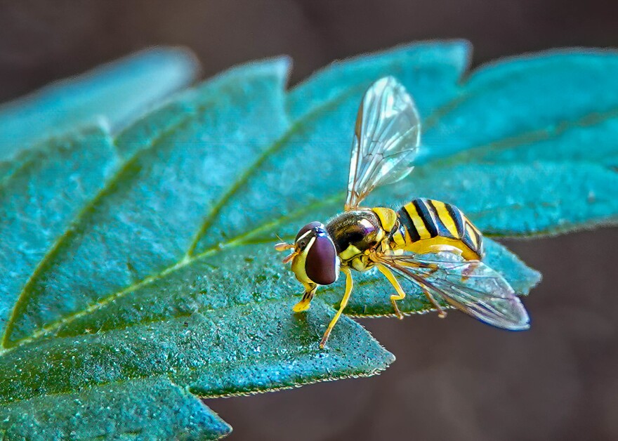 Hoverfly Insect Predation They seem to be everywhere this time of year. What is a hover fly? | WVXU