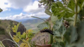 An endangerd Oregon silverspot butterfly larvae raised at the Oregon Zoo feeds on an early blue violet.
