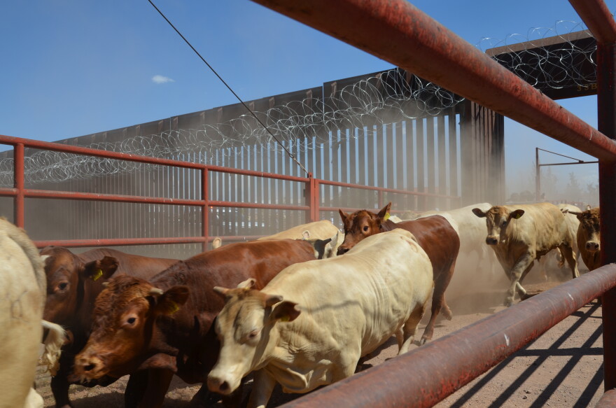 Cattle cross the border into Douglas, Arizona, for the first time in more than a year as the United States lifts its ban on livestock imports from Mexico.