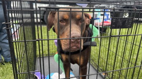 Burt, one of the dogs at the Boo Bash & Barkfest in Clay County, was adopted by a family on Saturday, Oct. 17, 2026. (Arjun Mendiratta/WUFT News)