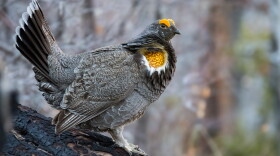 Sooty grouse