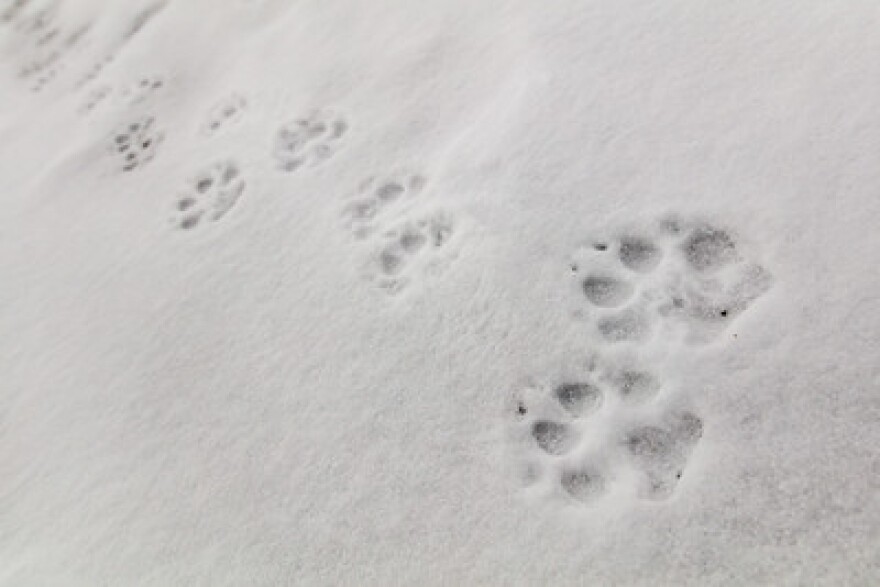 Wolf Tracks on Fountain Feight Road