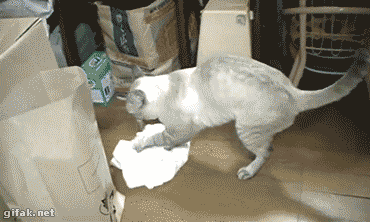 cat-washer.gif