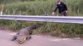 Brunswick County Deputies Branch, Sutton and Nichter safely removed the gator from the highway twice.