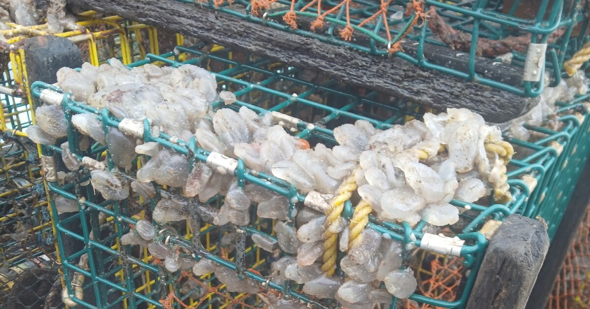 Presence of invasive sea squirts increasing as Gulf of Maine warms