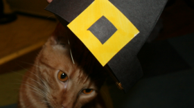 Pilgrim cat?