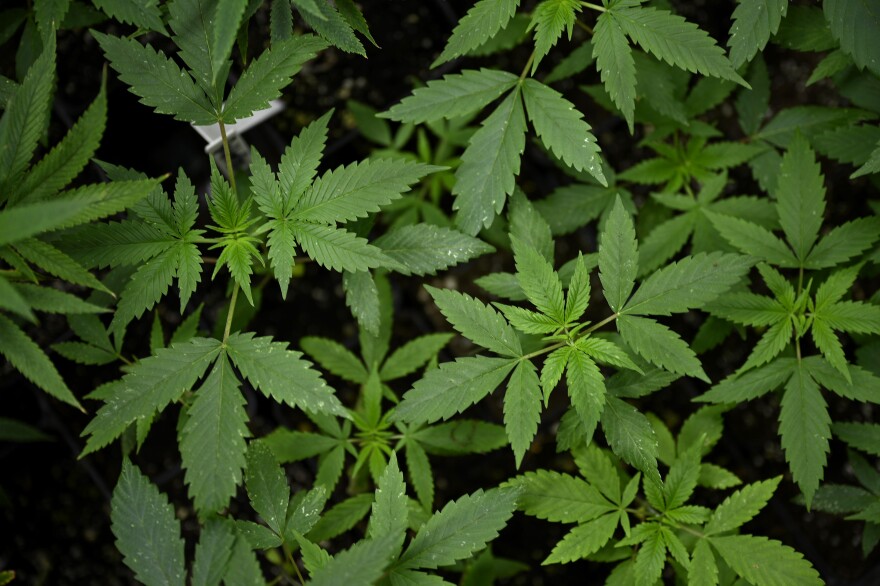 Hemp plants in the grow room of Wepa! Farms in North Haven, Conn. The CEO and founder Luis Vega, is the state’s first Latino hemp farmer.