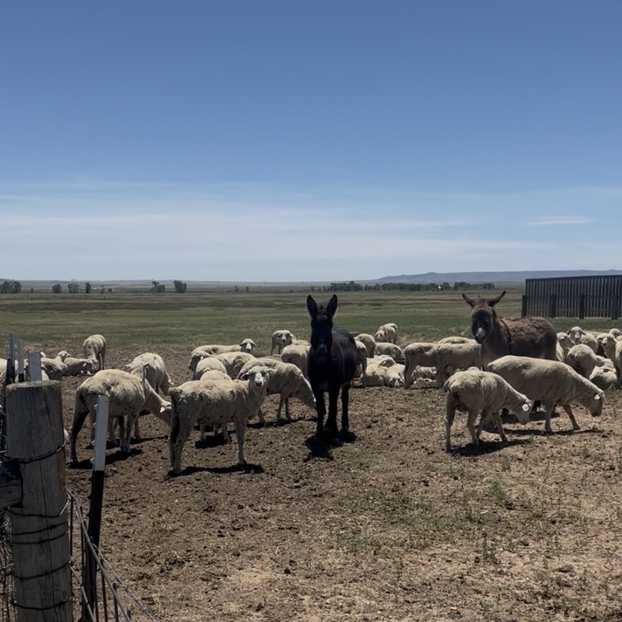 Lambs and Donkeys standing in a field