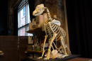 A full picture of a dog skeleton sitting on a filing cabinet. The dog is in a seated position overlooking the studio.