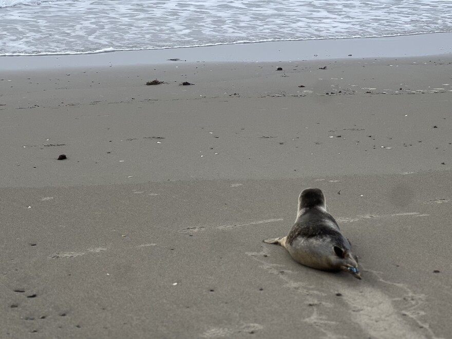 A young harbor seal called "Number 296" flops his way back to the ocean after more than two months in rehabilitation with Marine Mammals of Maine.