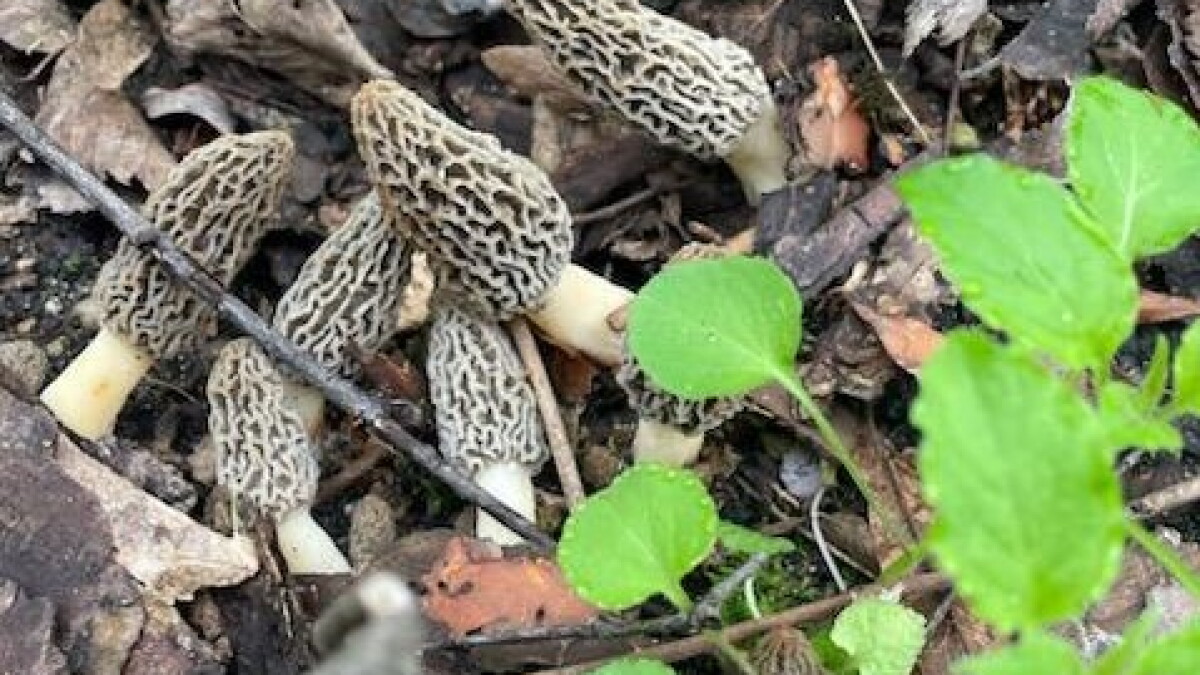 Less morels but more lessons | Under Rocks podcast - Vimarsana News