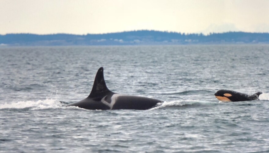 New calf spotted Friday near the eastern end of the Strait of Juan de Fuca.