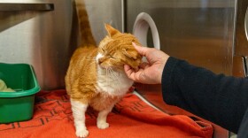 A cat receives attention at the Marion County animal shelter, which has temporarily suspended cat and kitten intakes and adoptions due to an unusually high spread of Feline Panleukopenia virus, or “panleuk.” (Courtesy of Marion County Public Relations)