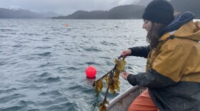 Briana Murphy, the Chugach Regional Resources Commission mariculture liason, harvests kelp at the Alutiiq Pride Marine Institute in Seward in spring, 2026.