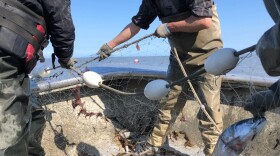 Set-netters pick a sockeye out of the net in June, 2022. (Sabine Poux/KDLL)
