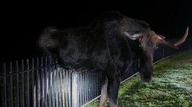 A moose caught on a fence between his stomach and hind legs is back on the loose and came to no harm in Barkhamsted, Conn.
