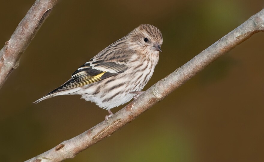 A pine siskin