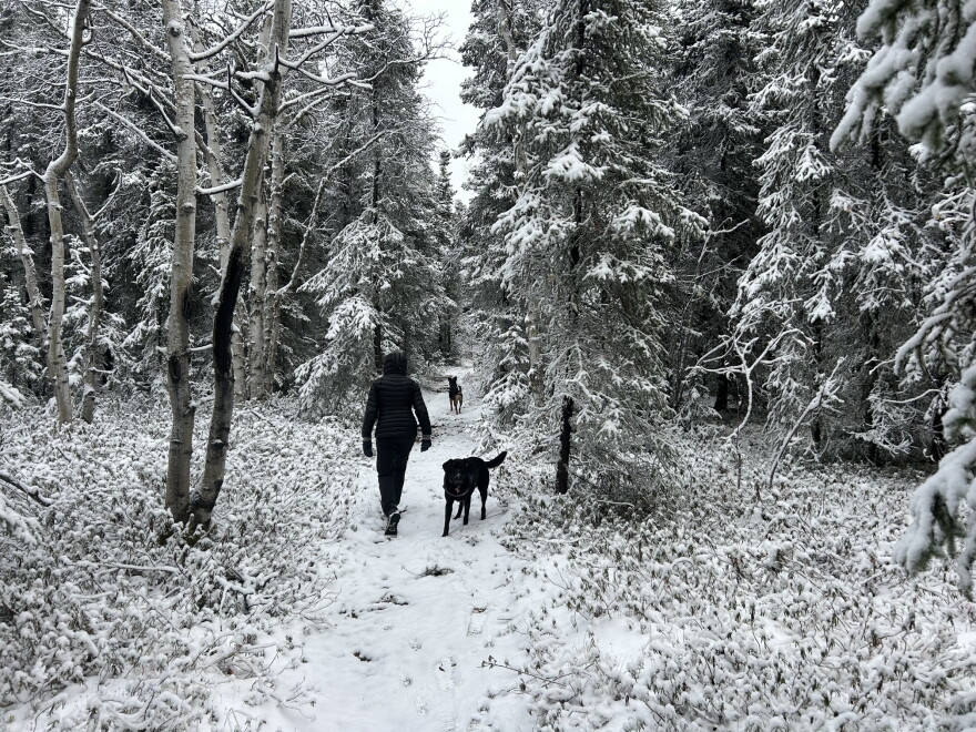 Early season snow is less common in Fairbanks than it used to be.