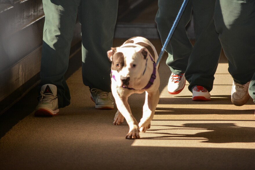 Rugby is one of the first dogs to participate in A New Leash on Life