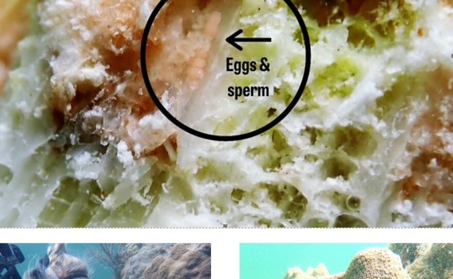 mote_coral_sample_photos.jpg