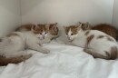 Four orange and white kittens laying down in a white box.
