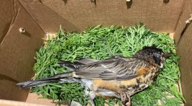 This fledgling American Robin had crusty eyes, twitched his head and was unable to stand. (Courtesy of Tamarack Wildlife Center)
