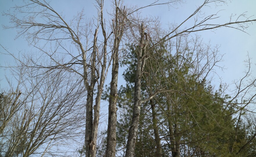 Fallen limbs pile on top of each other at Hearts Pasture Farm in Alanson, MI, one year after an ice storm.