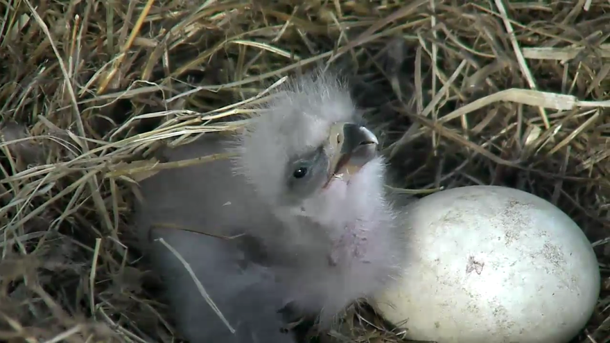 A still image from the American Eagle Foundation shows the eaglet from egg #1, and egg #2 — with the pip, or developing hole in the shell — just beginning to be visible on Saturday.