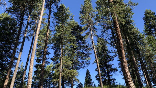 A view of the forest near the Coeur d'Alene Reservation heading towards Potlatch, Idaho