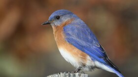 An eastern bluebird perched on a post.