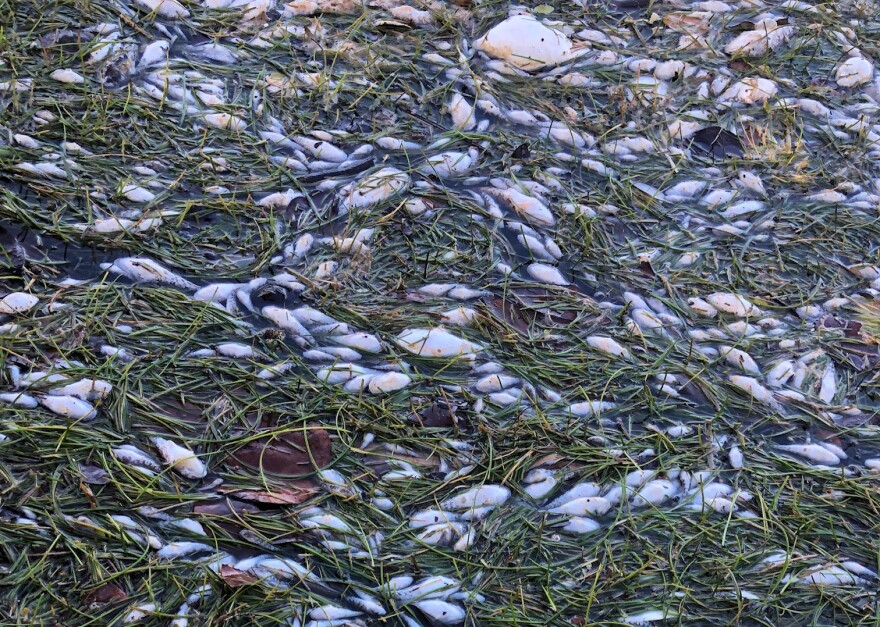Swimmer Kathryn Mikesell encountered mats of floating dead fish during her morning swim Monday in northern Biscayne Bay.