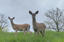 Deer seen in Pittsburgh.