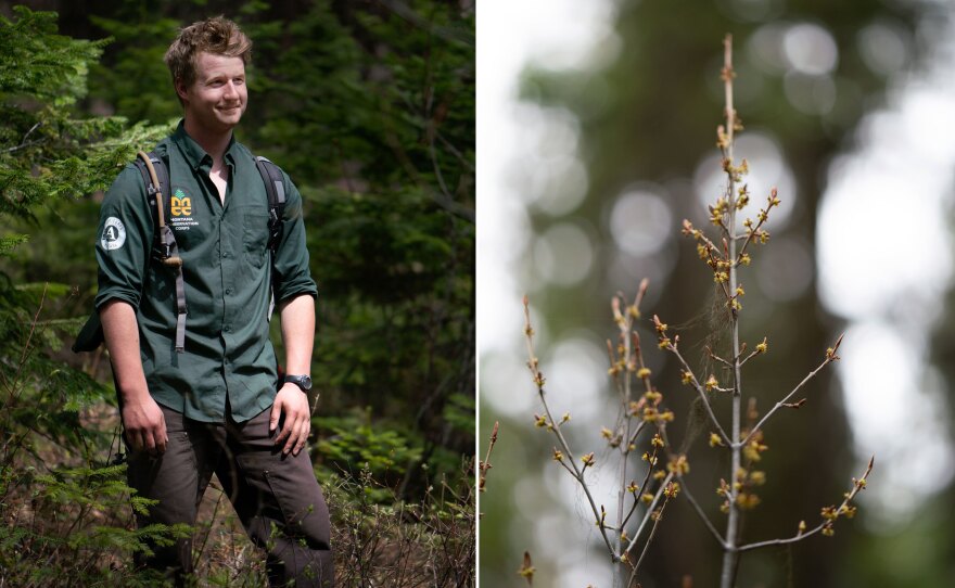 Ohioan Joe Spofforth (left) and others were motivated to join the Montana Conservation Corps, in part, by the COVID-19 pandemic. A budding tree (right) appears near a trail to Tally Lake.