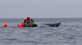 Whale entanglement responders attach buoys to slow a humpback whale off the Oregon coast July 24 during their first attempt to free it from derelict fishing gear. The buoys were attached to a loose piece of rope the whale was dragging but then removed when responders could not lift the fishing gear.